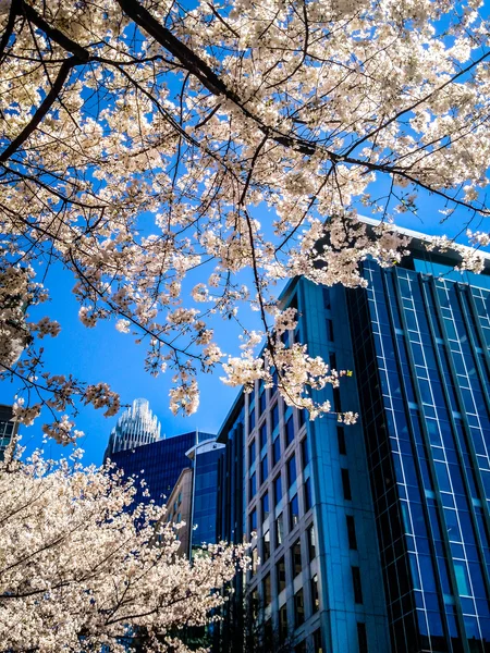 Blooming tree flowers in spring in the city — Stock Photo, Image