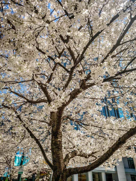 Blooming tree flowers in spring in the city — Stock Photo, Image