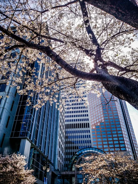 Kwitnących kwiatów drzewo wiosna w mieście — Zdjęcie stockowe
