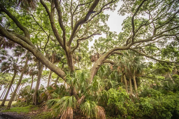 巨大的橡树上狩猎岛南卡罗莱纳州 — 图库照片
