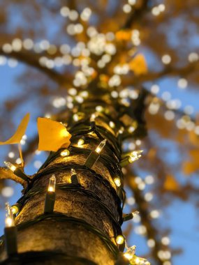 Charlotte Kuzey Carolina 'nın yukarısında.