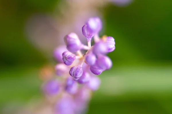 Purple Flowers Meadow Macro Close — 图库照片