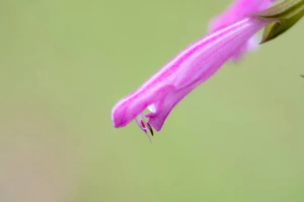 Purple Flowers Meadow Macro Close — Foto Stock