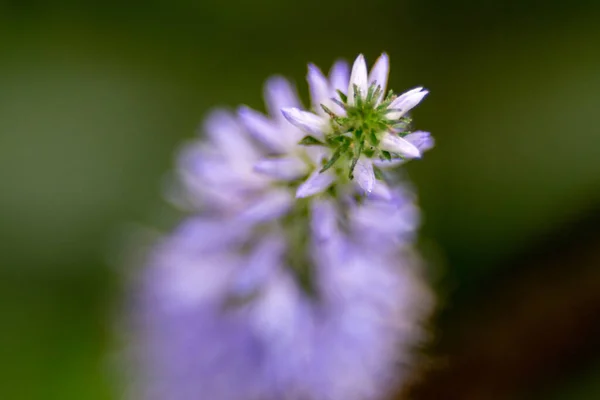 Paarse Bloemen Een Weide Macro Close — Stockfoto