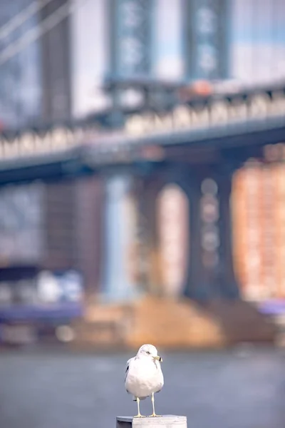 Dolna Panorama Manhattanu Nowy Jork — Zdjęcie stockowe