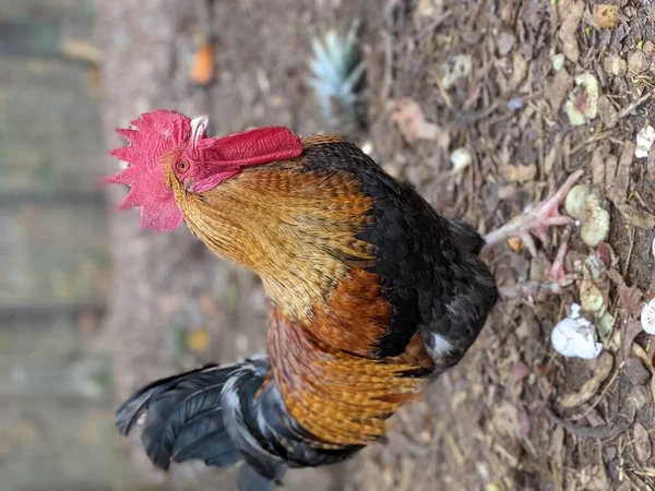 カメラのためにポーズをとる大きな雄鶏の肖像画です — ストック写真