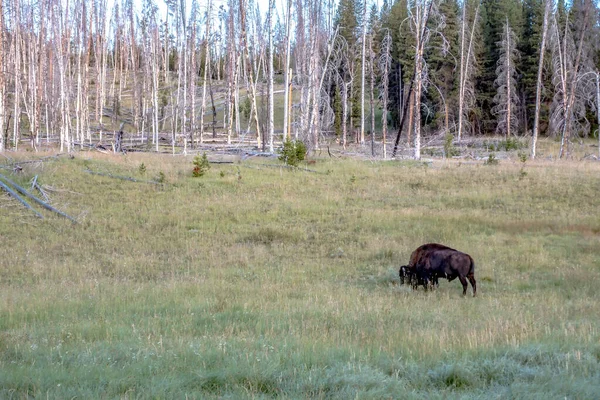 Hayden Valley Yellowstone Nationalpark — Stockfoto