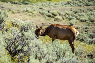 Yellowstone dağlarında geyik 