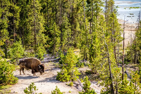 Bisonte Pastando Prado Parque Nacional Yellowstone — Foto de Stock