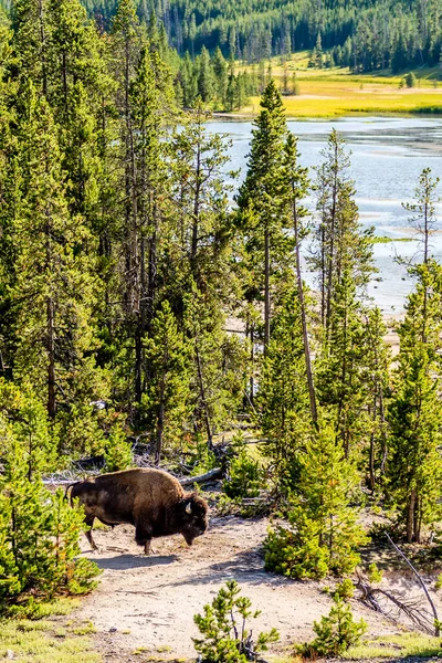 Wisente Grasen Auf Einer Wiese Yellowstone Nationalpark — Stockfoto