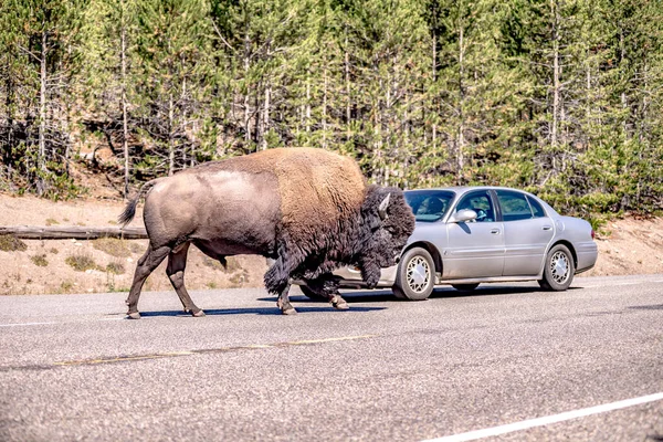 Bison Yeallowstone National Park Wyoming — Stock Photo, Image