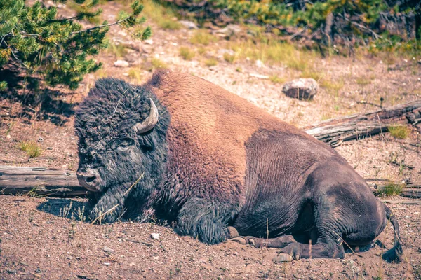 Bizons Het Yeallowstone National Park Wyoming — Stockfoto