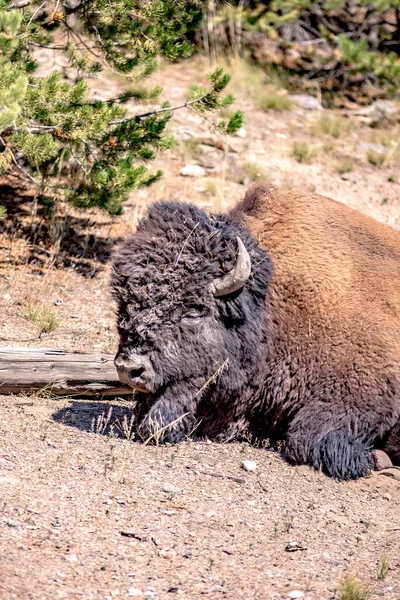 Bison Yeallowstone National Park Wyoming — Stock Photo, Image