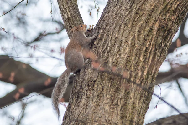 Gri Sincap Sciurus Carolinensis — Stok fotoğraf