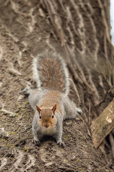 Grey Squirrel Sciurus Carolinensis — Stock Photo, Image