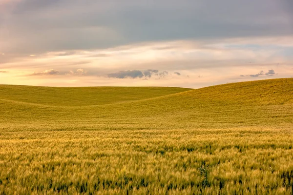 Rolling Hills Farm Land Palouse Washington — Fotografia de Stock