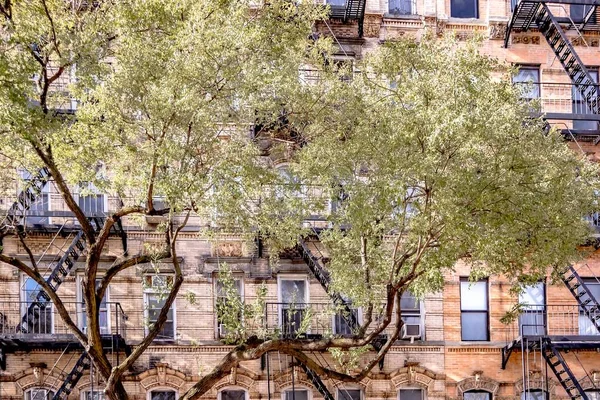 Schöne Bäume Vor Altem Backsteingebäude — Stockfoto