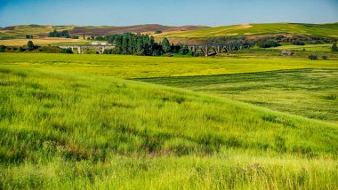 Solgun Washington 'daki sihirli buğday tarlaları 