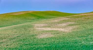 Solgun Washington 'daki sihirli buğday tarlaları 