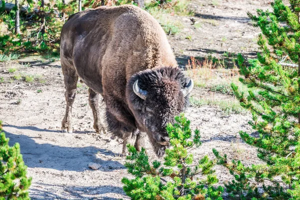 黄石国家公园里的美洲野牛 — 图库照片