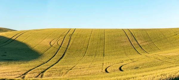 Magische Tarwe Boerderij Velden Palouse Washington — Stockfoto