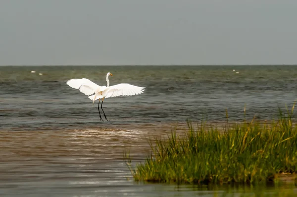 Piccolo airone bianco Egretta garzetta — Foto Stock