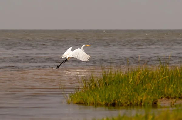 Little egret egretta garzetta liten vit Häger — Stockfoto