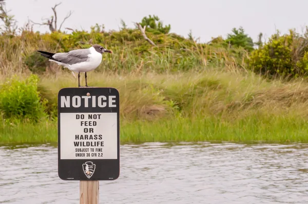 Seagull staande op een teken aankondiging — Stockfoto