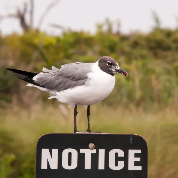Seagull standing on a notice sign — Stock Photo, Image