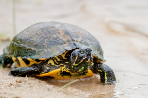 海龟在海滩上的 feedign — 图库照片