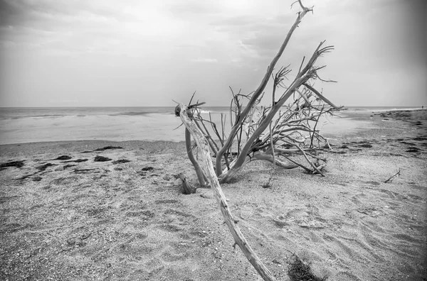 Национальный берег мыса Хаттерас на острове Хаттерас, Северная Каролина — стоковое фото