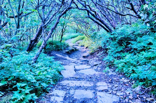 Tidig morgon branta trädgårdar natur på blue ridge parkway — Stockfoto