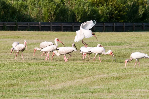 Vit ibis flock fåglar — Stockfoto