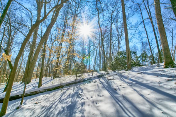 Solnedgång i skogen mellan träden stammar under vinterperioden — Stockfoto