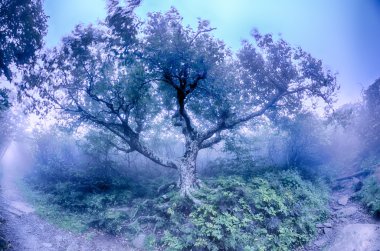 sarp gardens north carolina blue ridge parkway sonbahar nc sceni