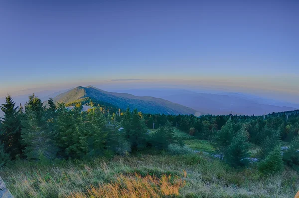 Arnika-Blüten (Arnika) vor dem Hintergrund der Berge und blauer Himmel