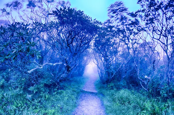 Skalisty ogród Karoliny blue ridge parkway jesień nc Bai — Zdjęcie stockowe