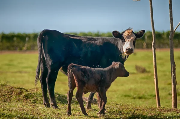 Cow on a summer pasture — Stock Photo, Image