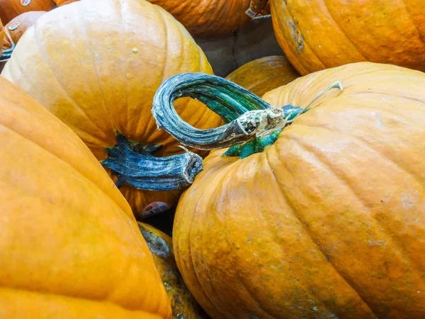 Harvested pumpkins in store for sale — Stock Photo, Image