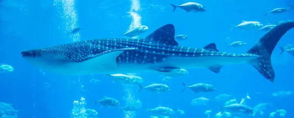 Tiburón ballena bajo el agua en acuario — Foto de Stock