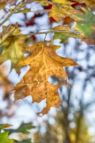 Gyönyörű színes őszi levelek gyűjteménye — Stock Fotó