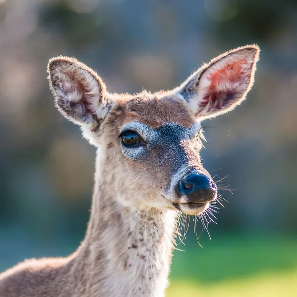 Portrait de cerf de Virginie — Photo