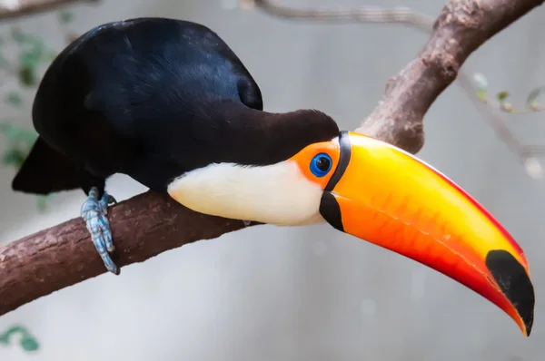 Tucán (Ramphastos toco) sentado en la rama del árbol en la parte delantera tropical — Foto de Stock