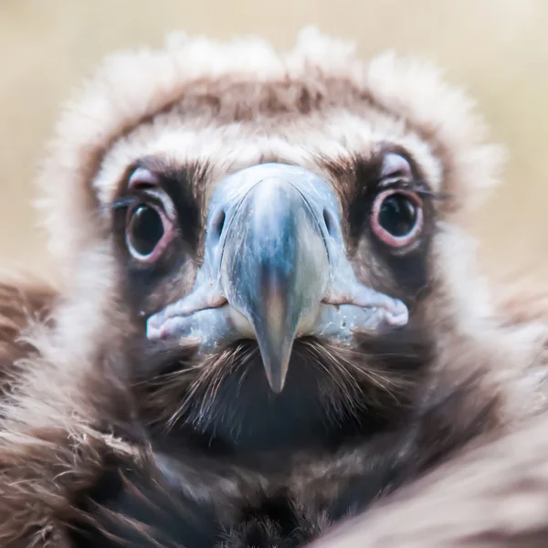 Ritratto volto di un avvoltoio cinereo (Aegypius monachus) è anche — Foto Stock