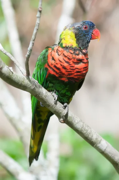 Papagaio de lorikeet de arco-íris em ramo — Fotografia de Stock