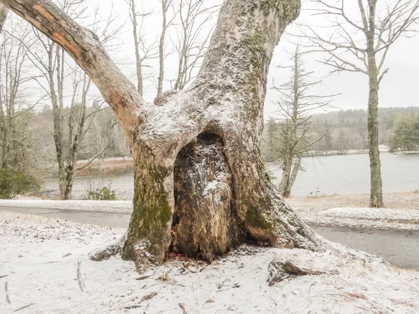 Paysage forestier enneigé en hiver — Photo