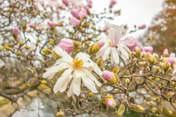 Manolya çiçek bahar zaman çiçek açması. — Stok fotoğraf