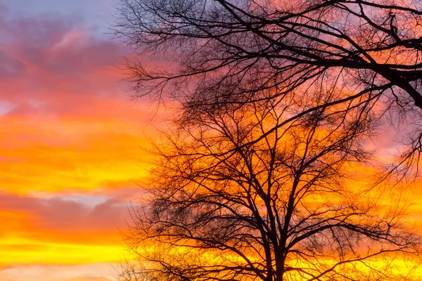 Imagem paisagem bonita com árvores silhueta ao pôr do sol em spr — Fotografia de Stock