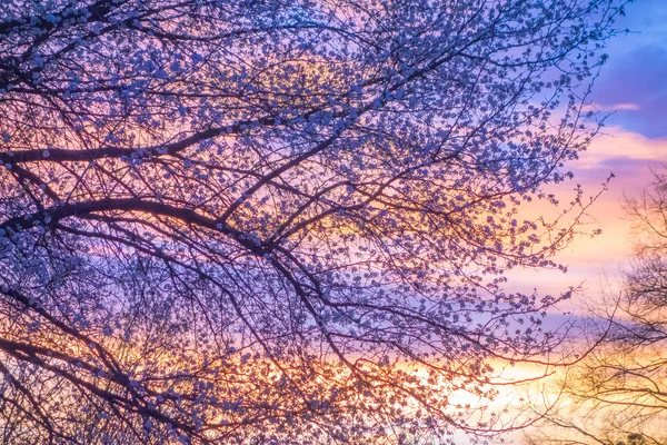 나무 실루엣 spr에 석양과 아름 다운 풍경 이미지 — 스톡 사진