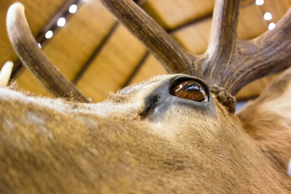 Taxidermie gevulde herten buck — Stockfoto